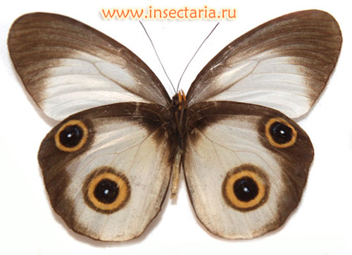 Тенарис кошачий (Taenaris catops) - крупная бабочка с необычной окраской, обитающая на Новой Гвинее.